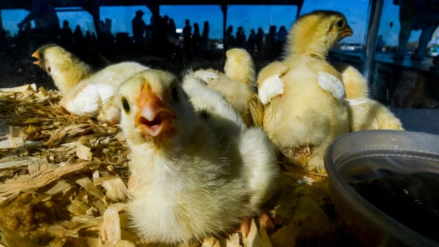 Chix Mickey Welsh : Advertiser : USA TODAY NETWORK